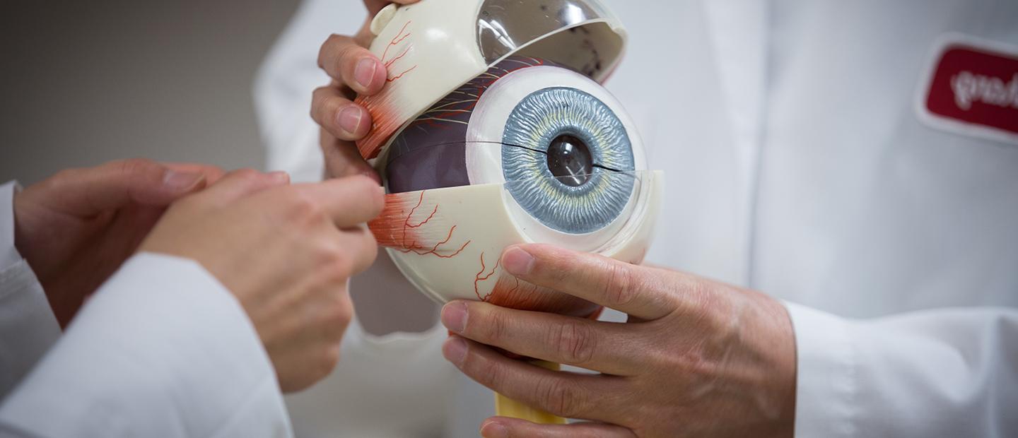 person holding a large model of an eye